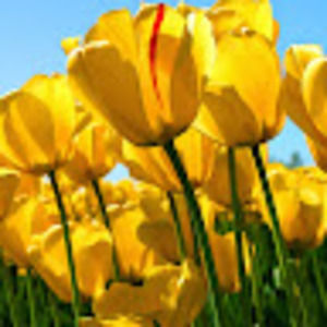 Meet your Posher, Joanna